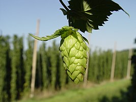 Top 10 Fun Facts About Hops